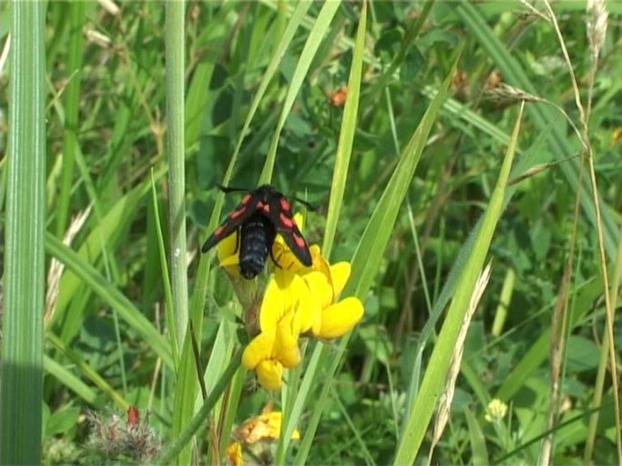 Sumpfhornklee-Widderchen ( Zygaena trifolii ) : Am Niederrhein, Feuchtbiotop, 21.07.2004